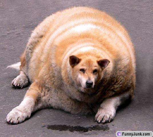 fat dog