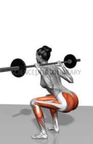 Barbell squat exercises (Part 1 of 2)