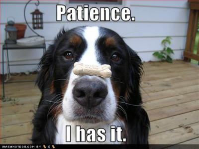 funny_dog_pictures_dog_has_patience